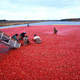 Image for article titled The weird evolutionary story of cranberries